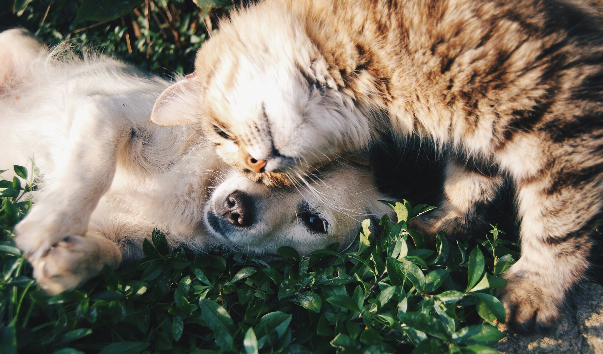 A puppy and tabby cat relaxing together in the grass